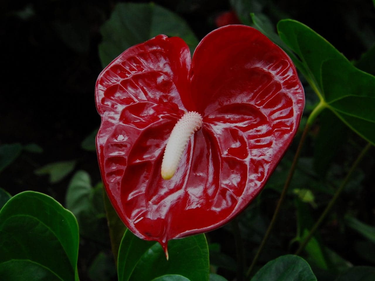 A red flower with white center and green leaves