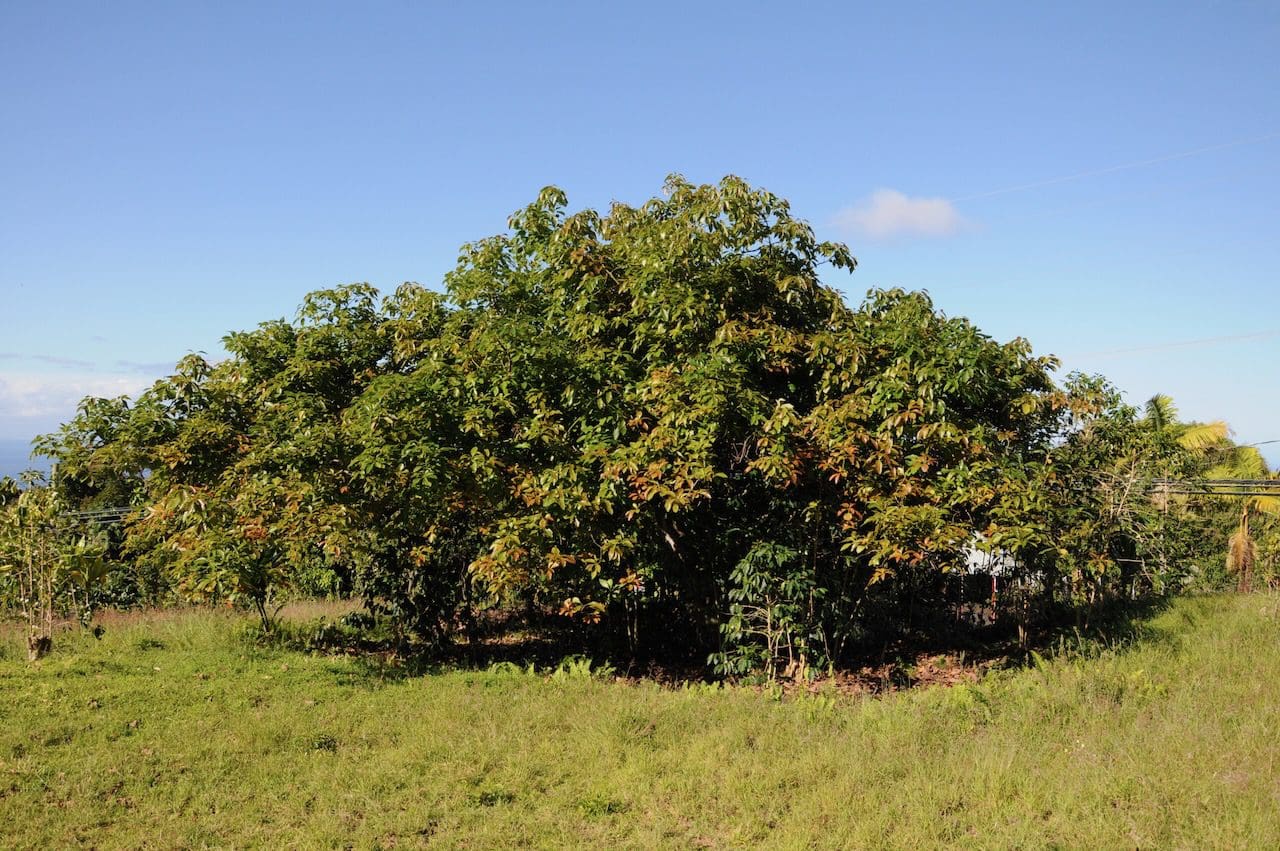 A large tree in the middle of a field.