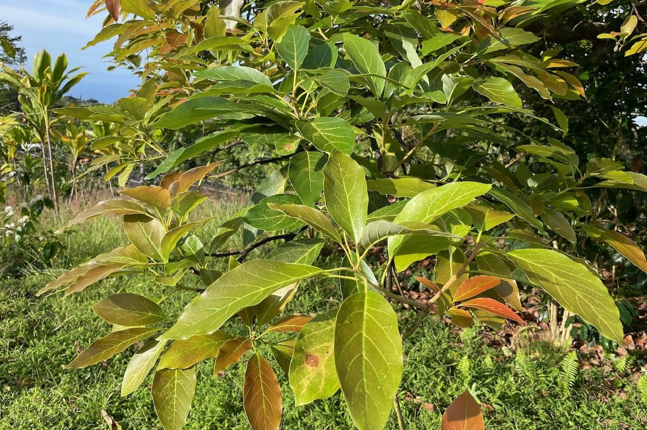 A close up of leaves on a tree