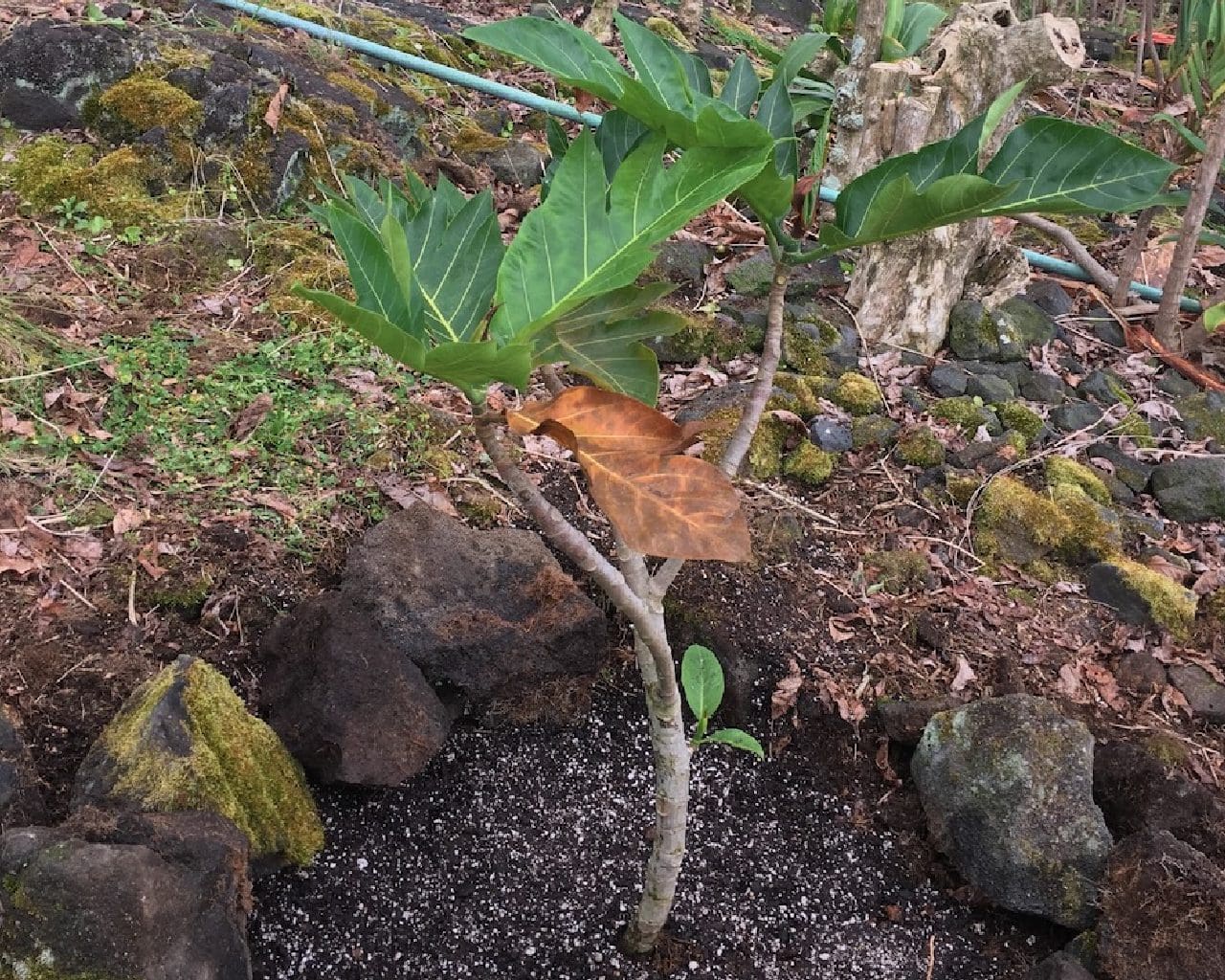 A small tree with leaves growing on it