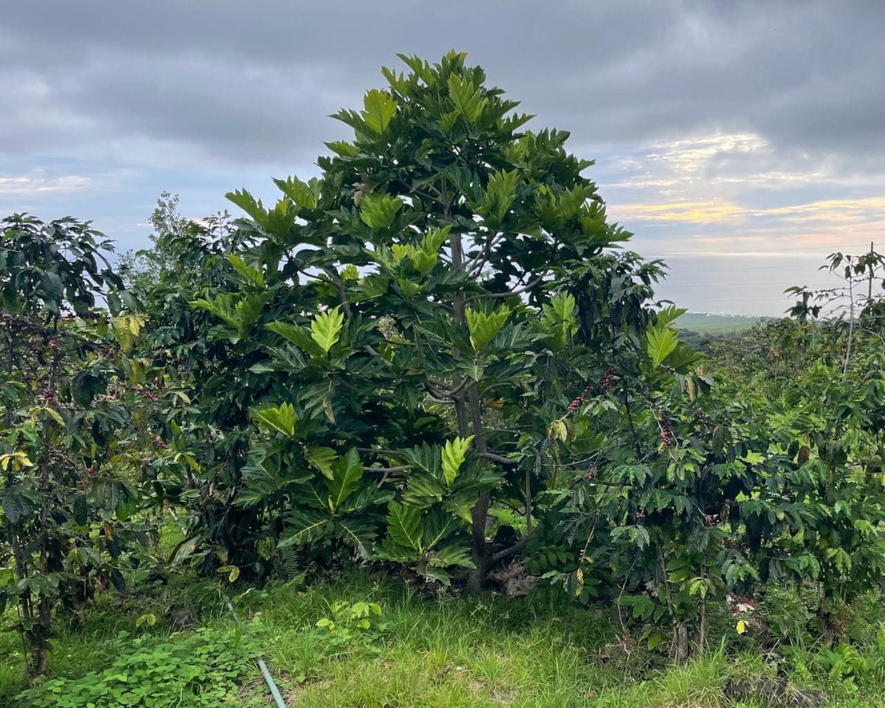 A large tree in the middle of a field.