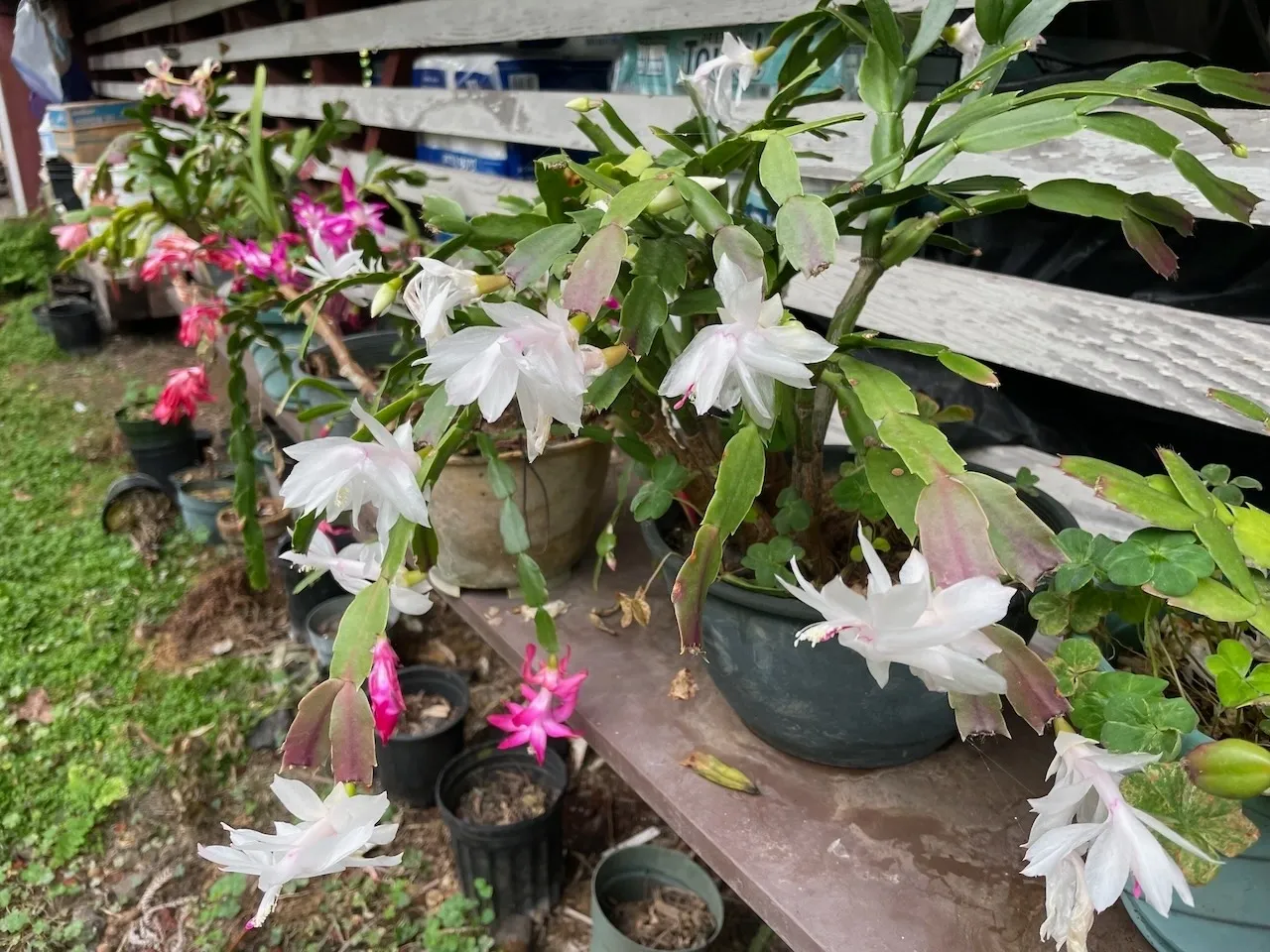 A table with some flowers in pots on it