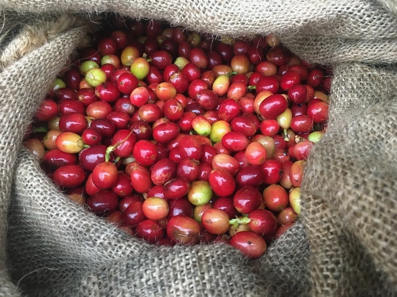 A bag of coffee beans is shown in this picture.