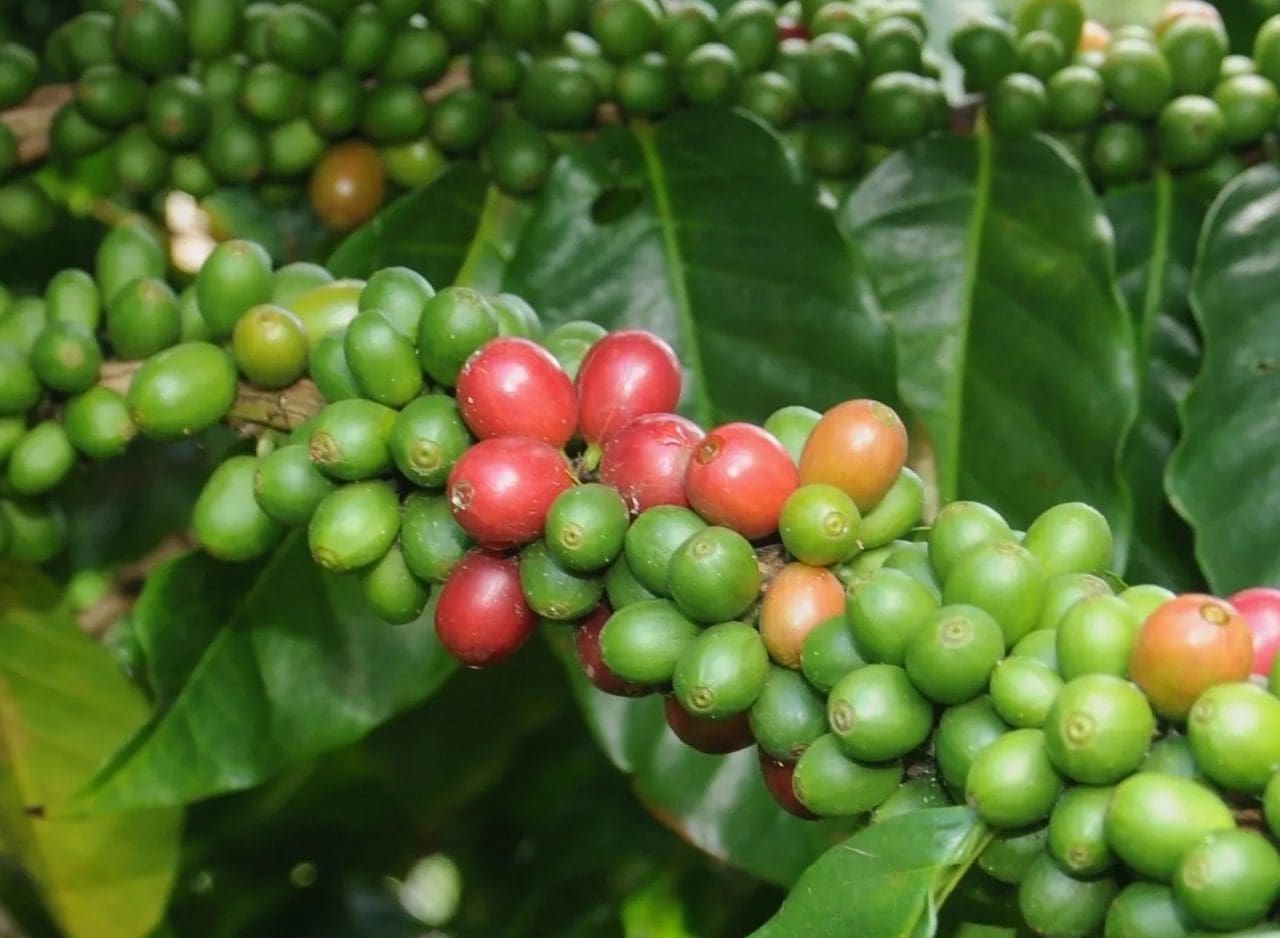 A close up of green and red berries on a tree