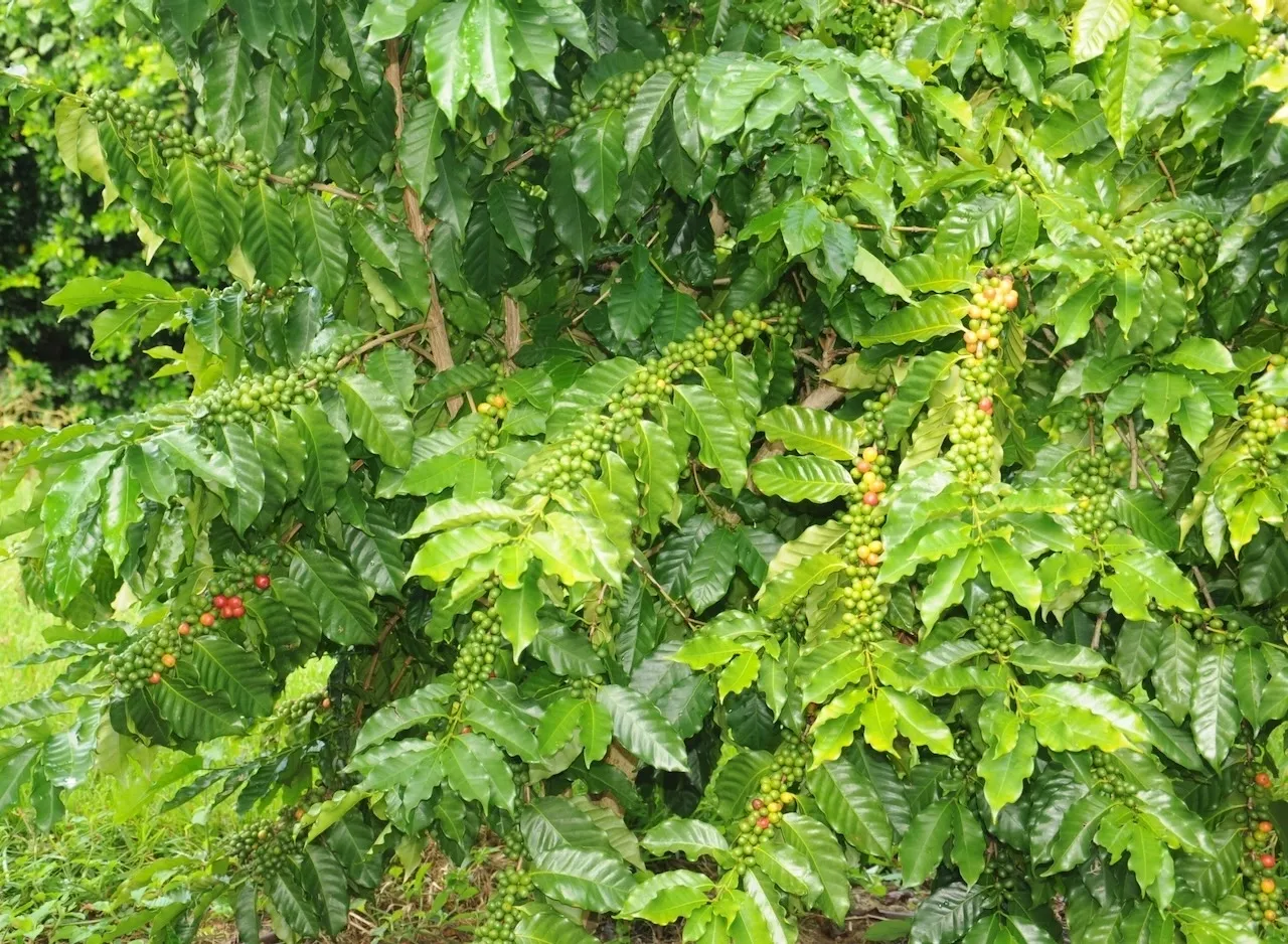 A close up of the leaves on a tree