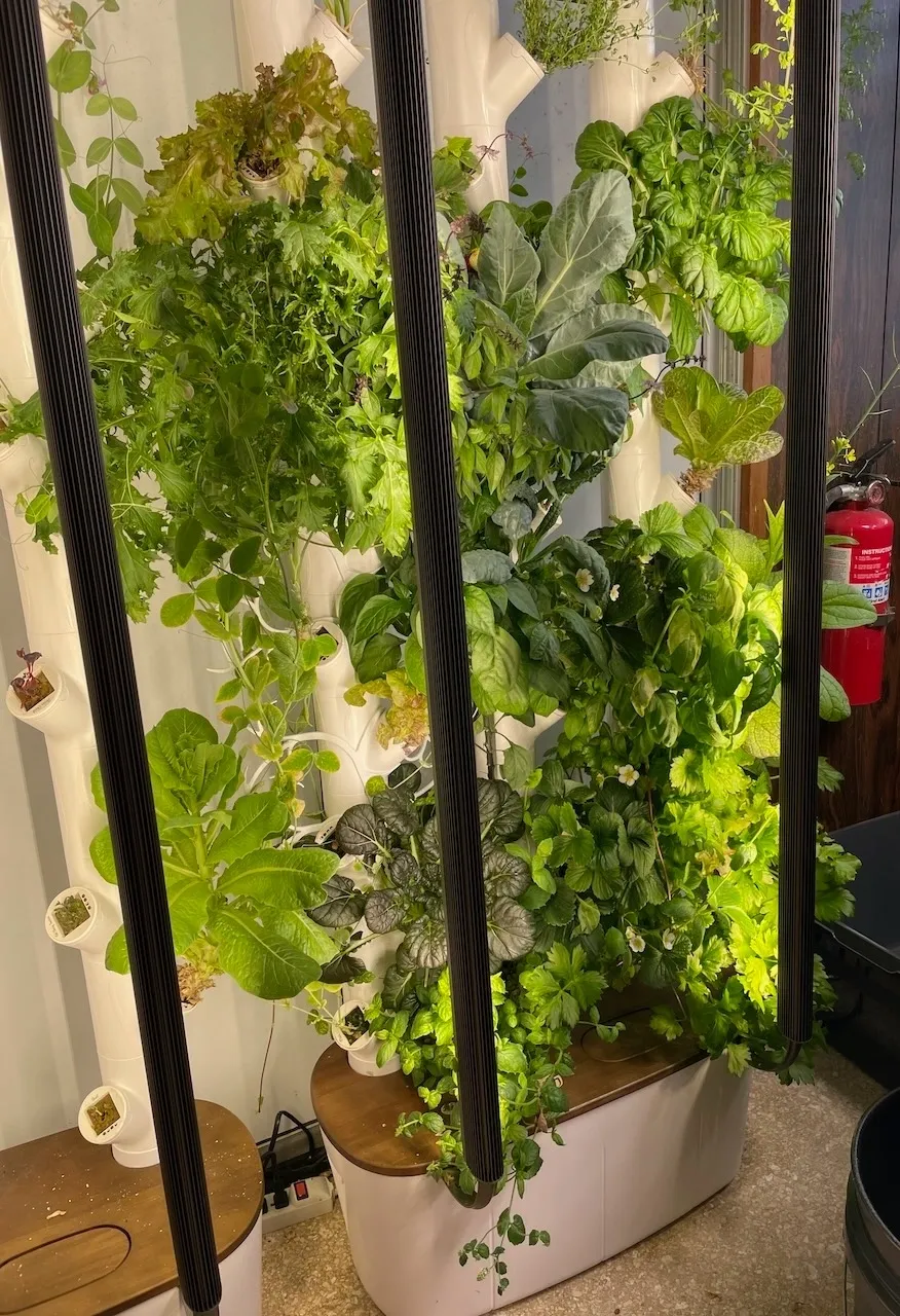 A wall of plants growing in the middle of a room.