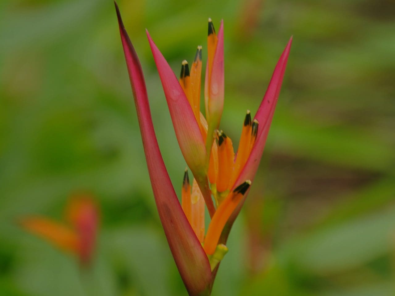 A close up of the flowers of an orange and red plant.