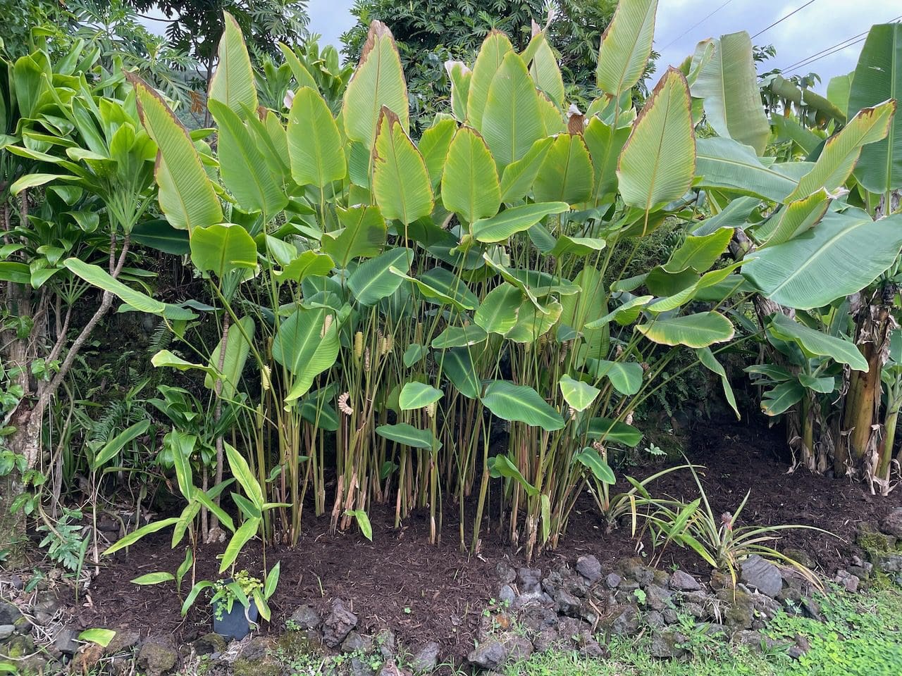 A group of plants that are in the dirt.