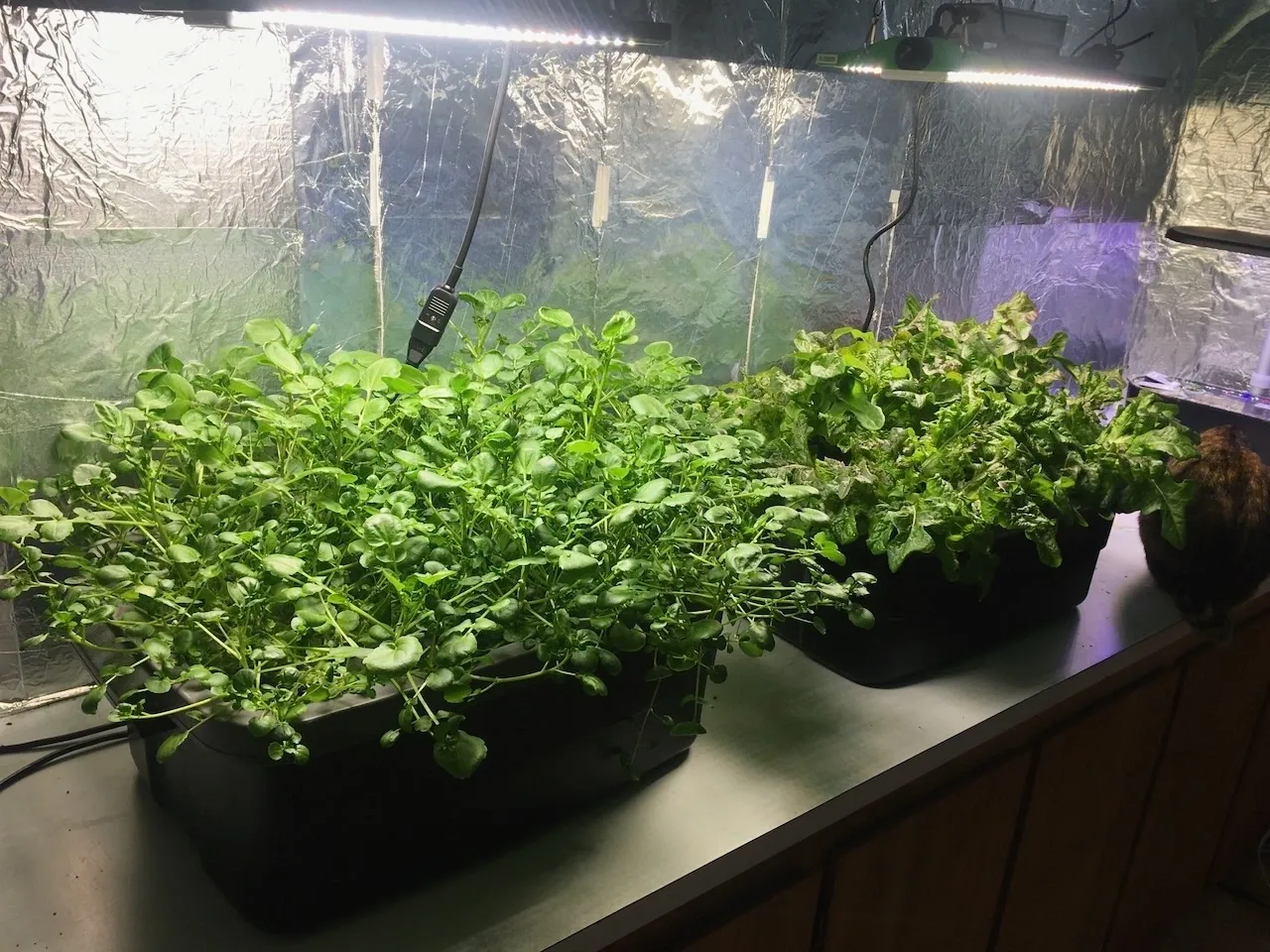 Two plants are growing in a grow box.