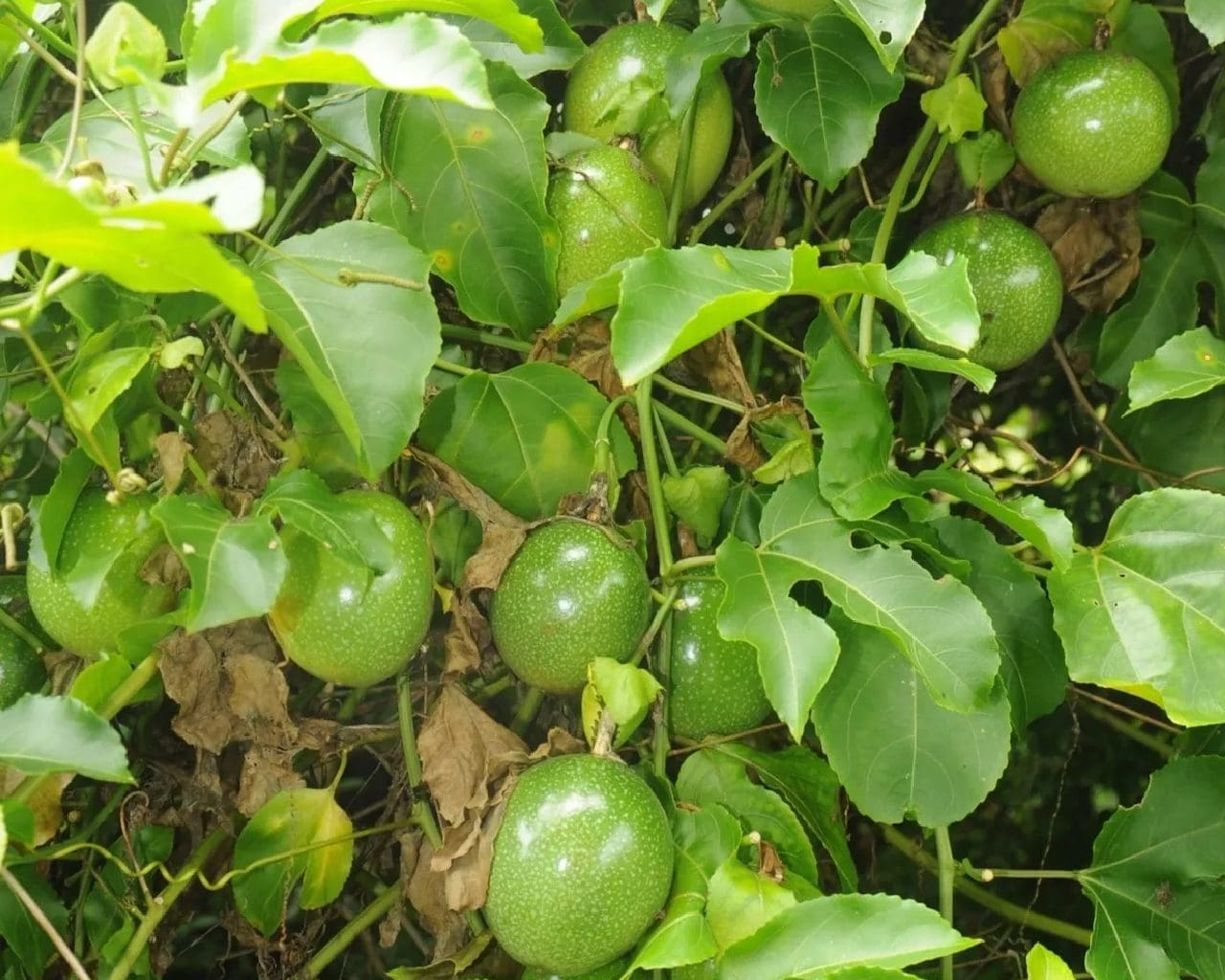 A close up of some green fruit hanging from a tree