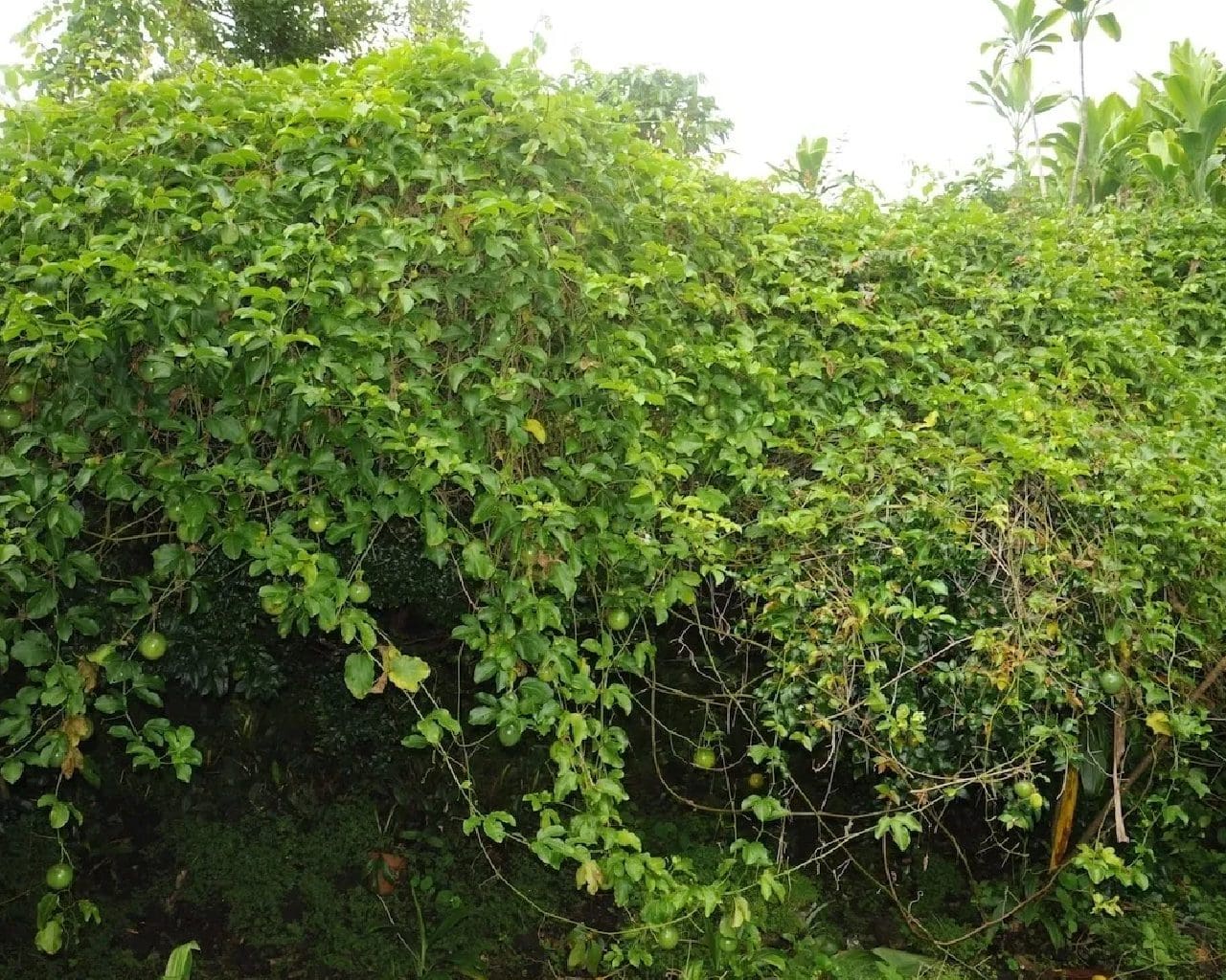 A large green bush with lots of leaves.