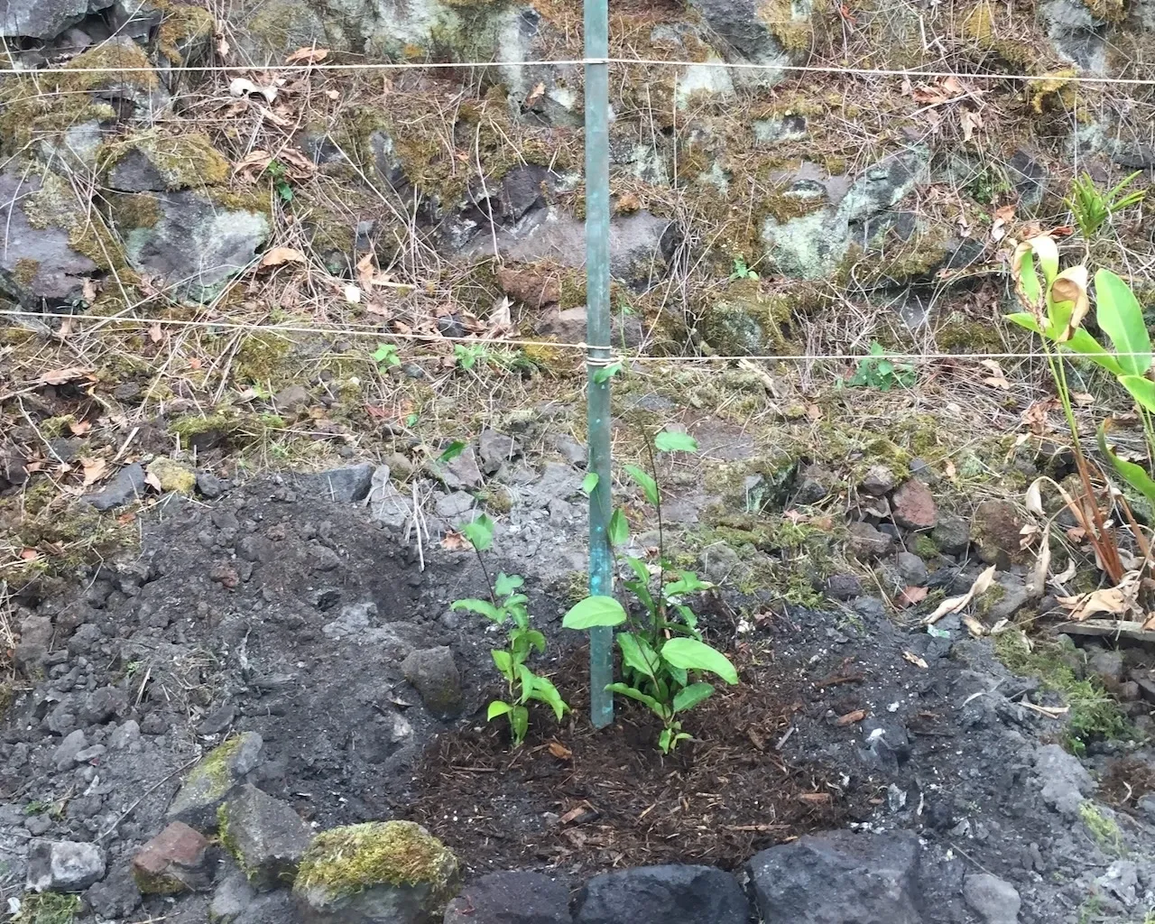 A small plant is growing in the dirt.