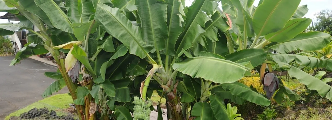 A large banana tree with lots of green leaves.