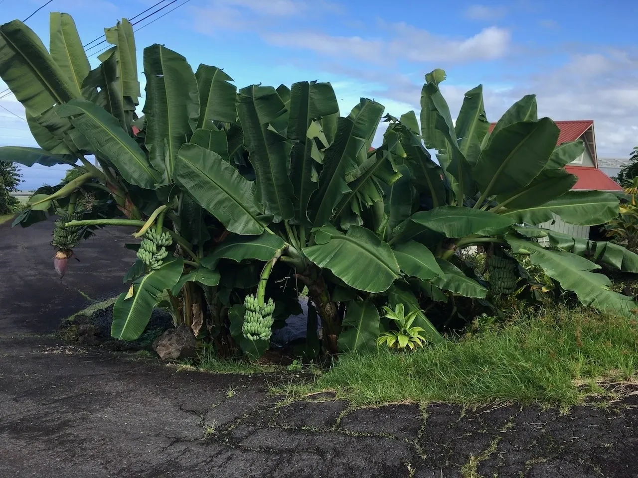 A bunch of green plants growing in the middle of a field.