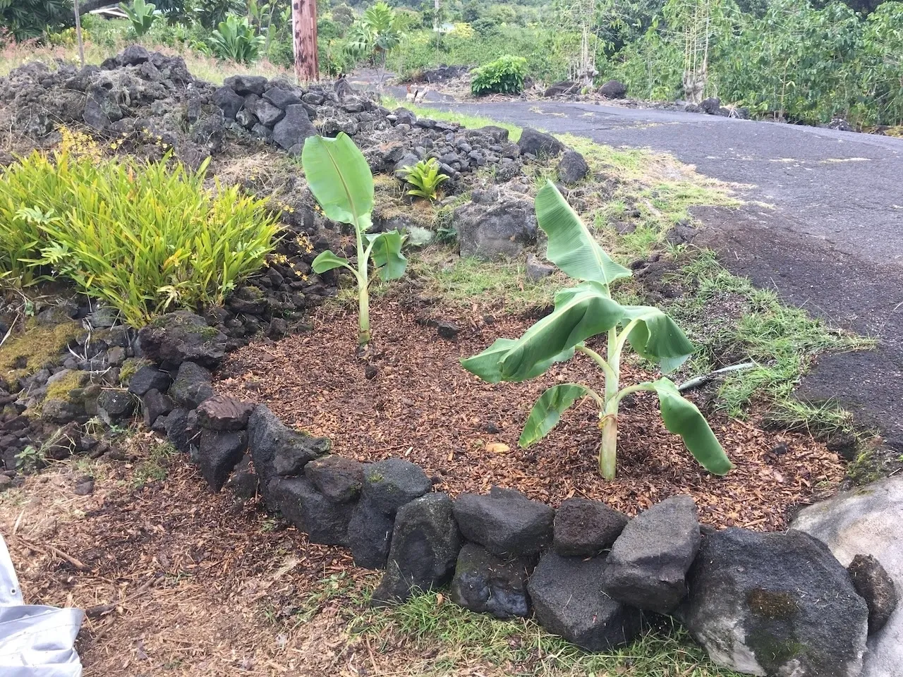 A plant is growing in the middle of a garden.