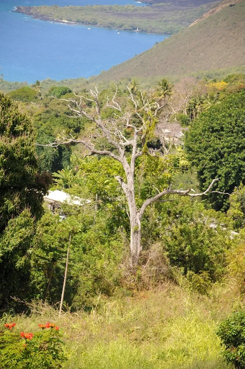 A tree in the middle of a forest.