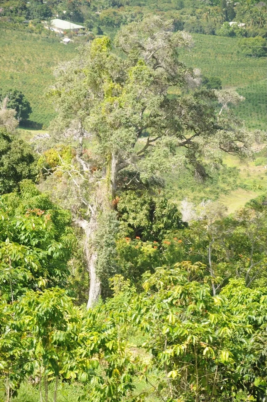 A tree in the middle of a forest.