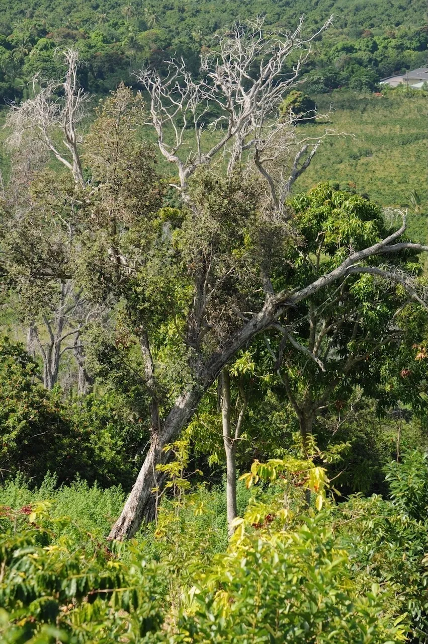 A tree that is in the middle of some grass.