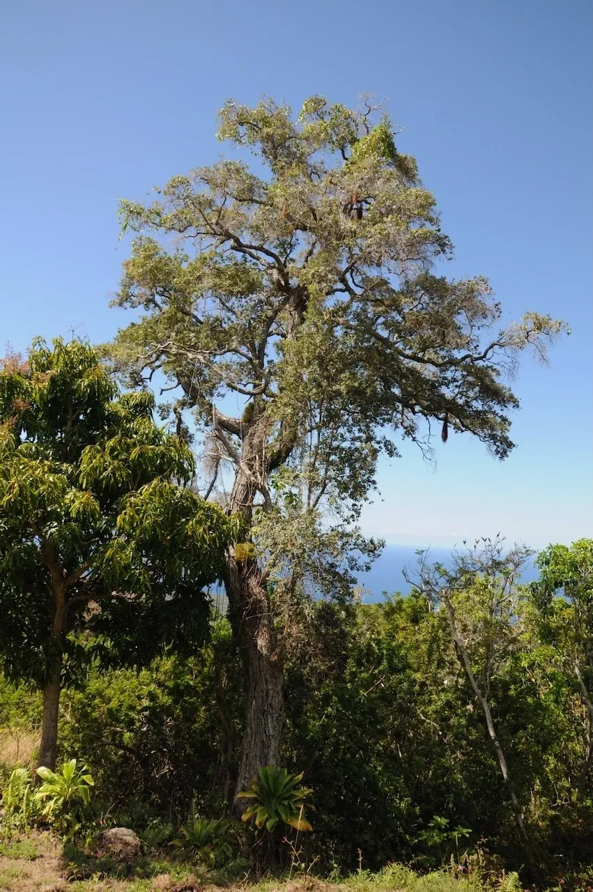 A large tree in the middle of a forest.