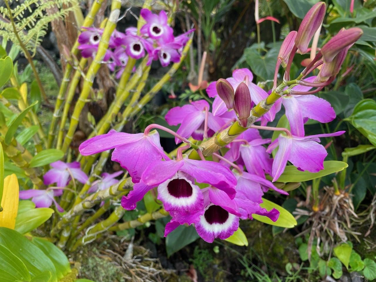 A close up of purple flowers in the grass.