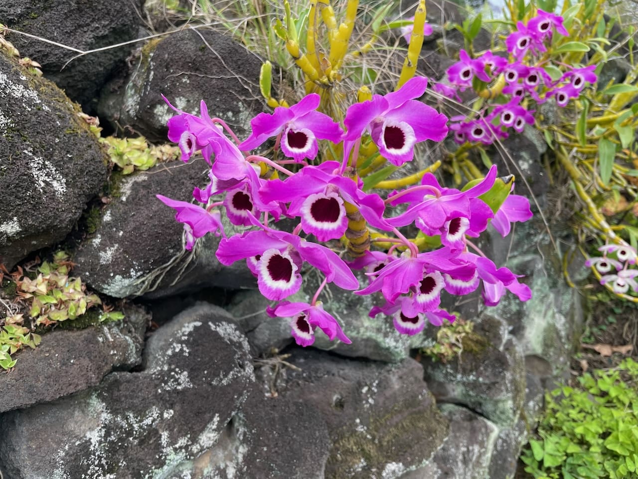 A close up of purple flowers on the side of a rock