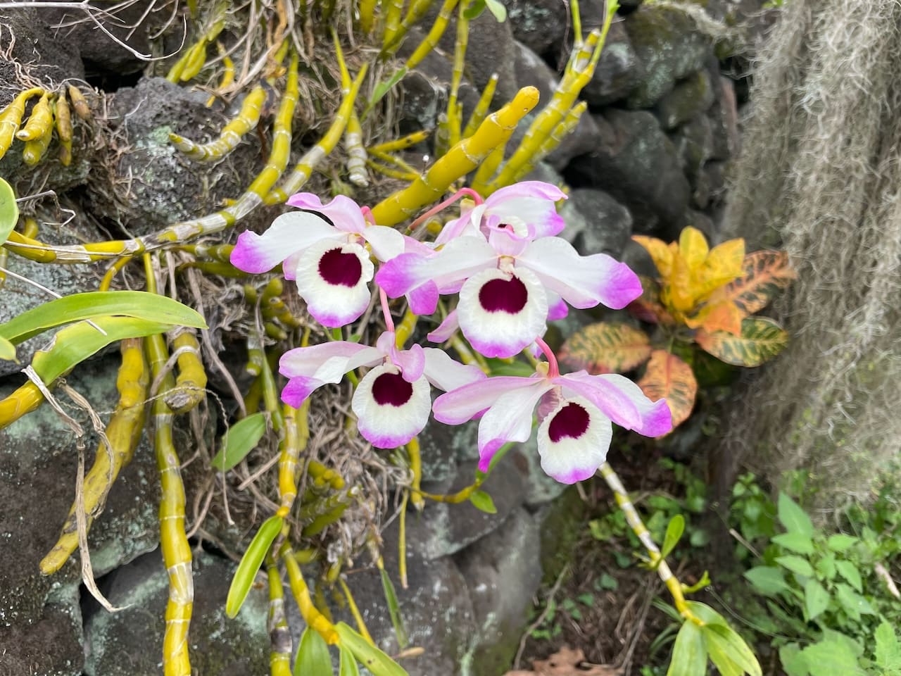 A group of flowers that are on the ground.