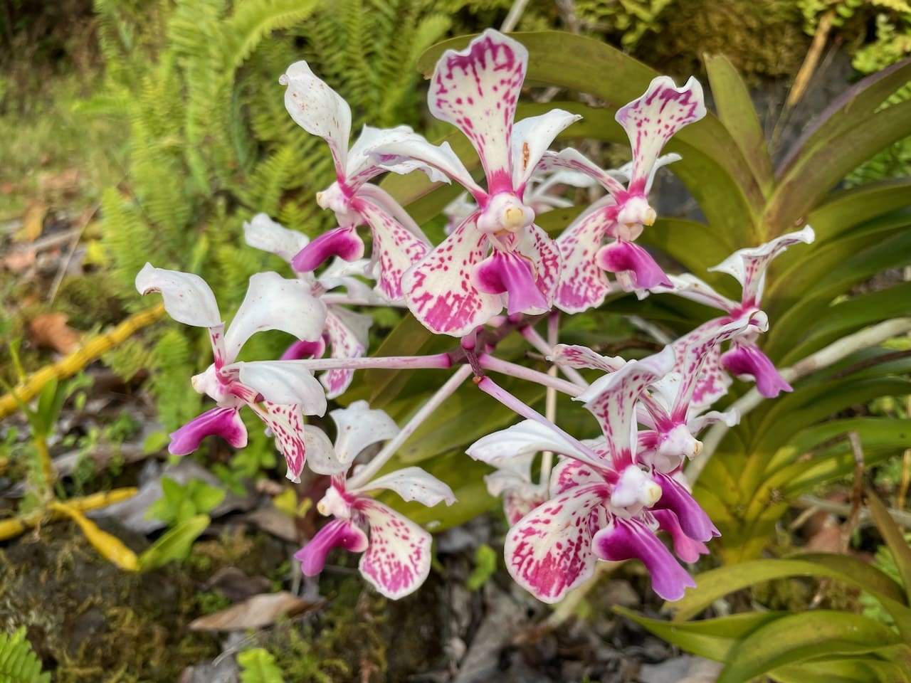 A close up of the flowers of an orchid plant