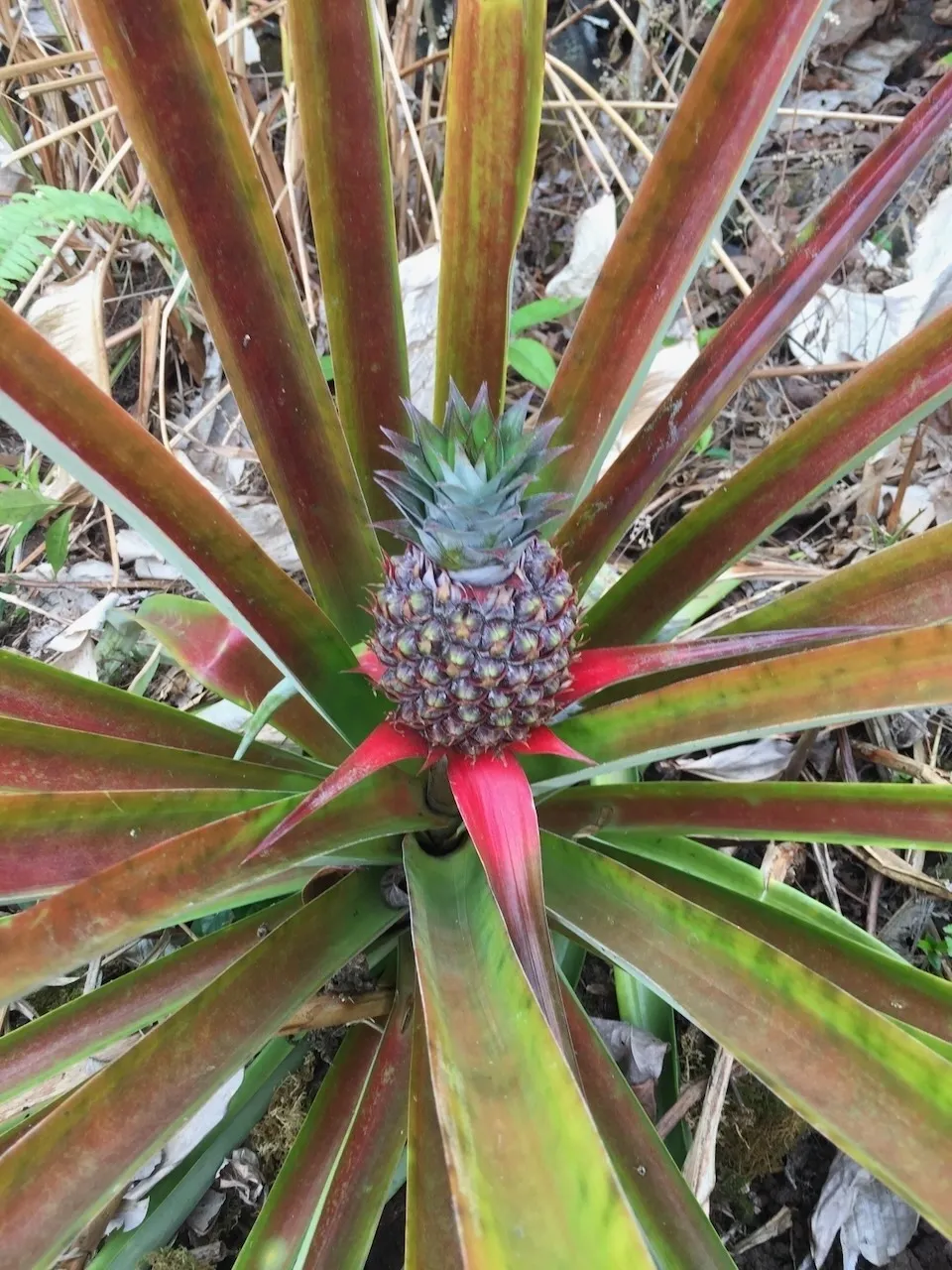 A close up of the top part of a pineapple plant.