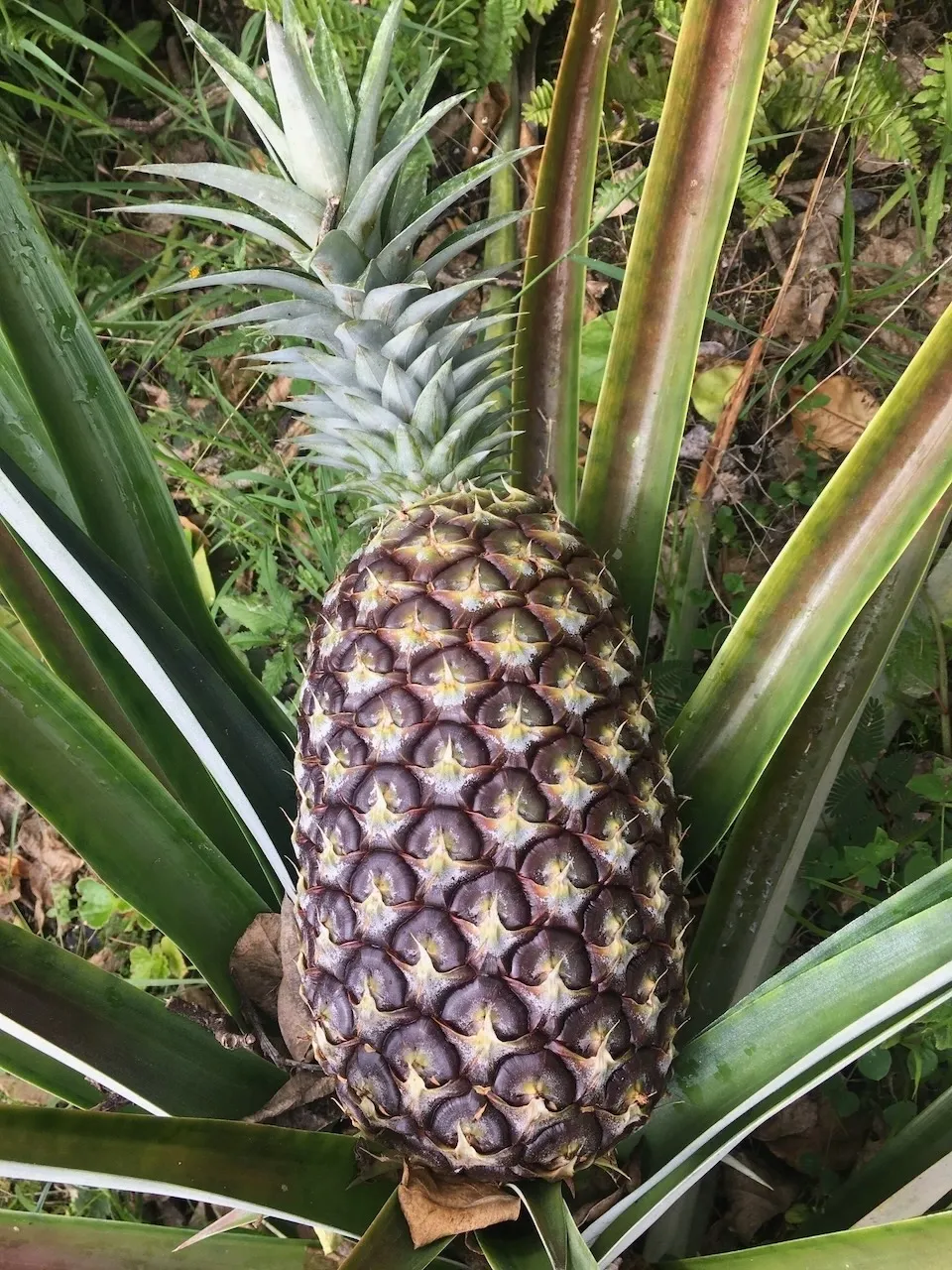 A pineapple is growing in the middle of some plants.