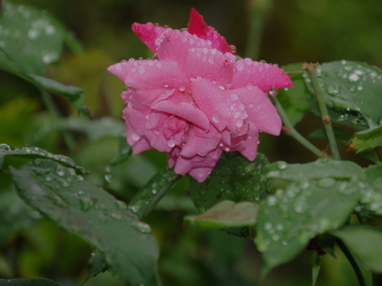 A pink rose with water drops on it's petals.