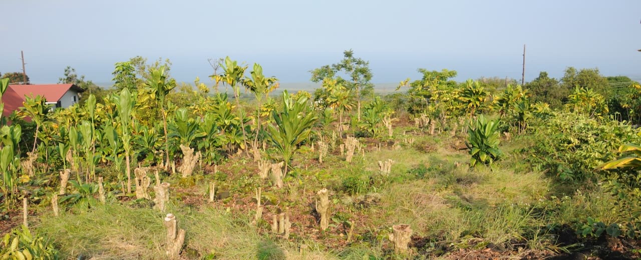 A field with many trees and bushes on it