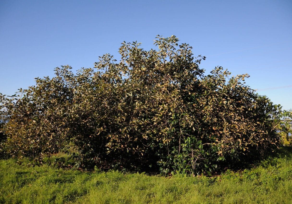 A large bush with many leaves on it