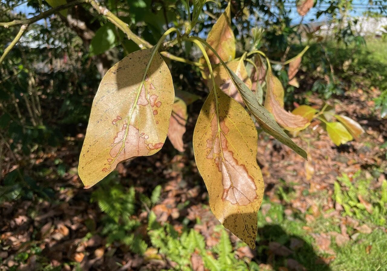 A tree with brown leaves on it's branch.