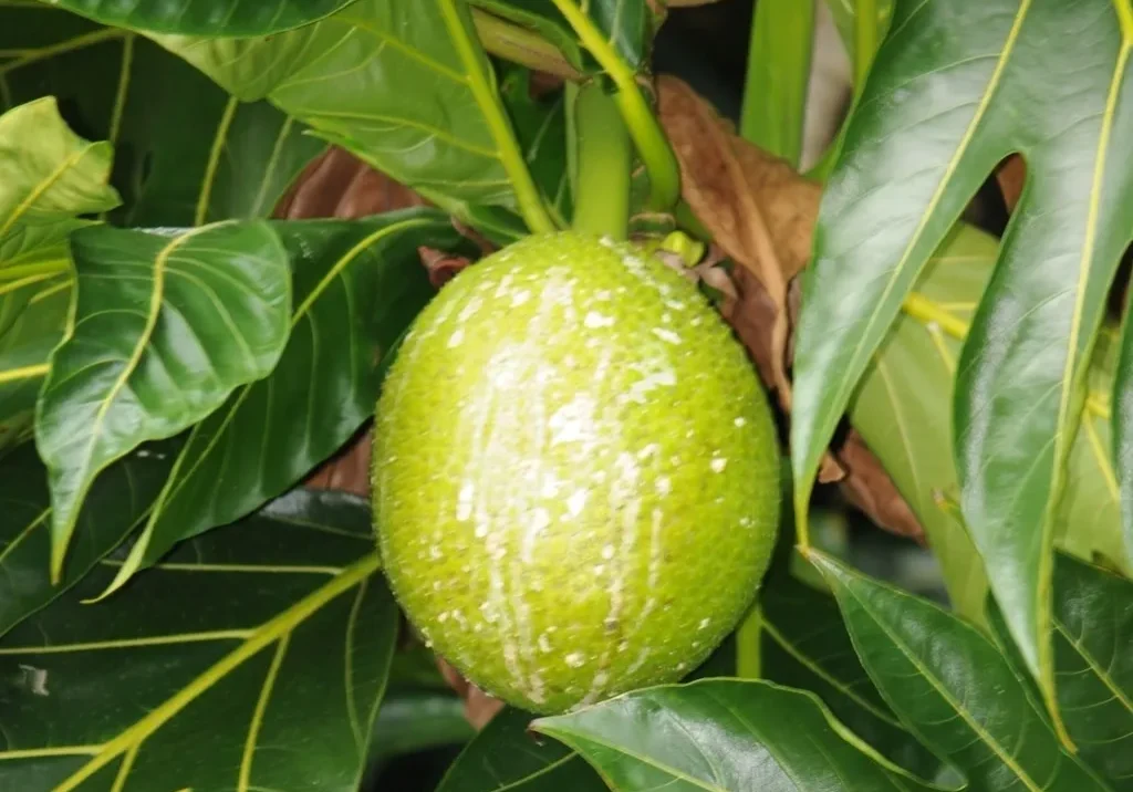 A green fruit hanging from the tree.