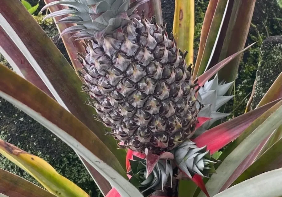 A pineapple is growing on the tree.